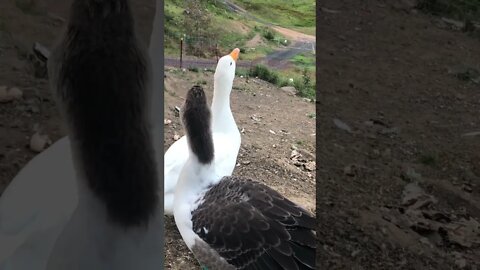 Introducing our gosling Lucy 💕