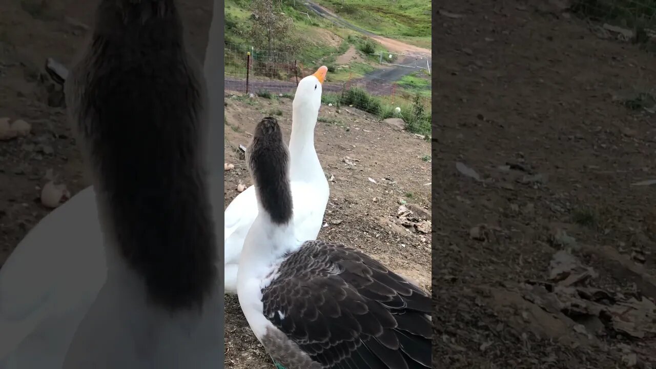 Introducing our gosling Lucy 💕