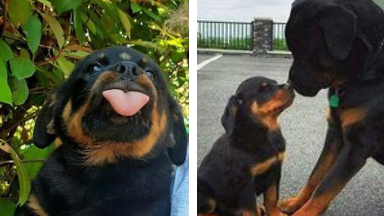 Rottweiler Mom And Son Argue.