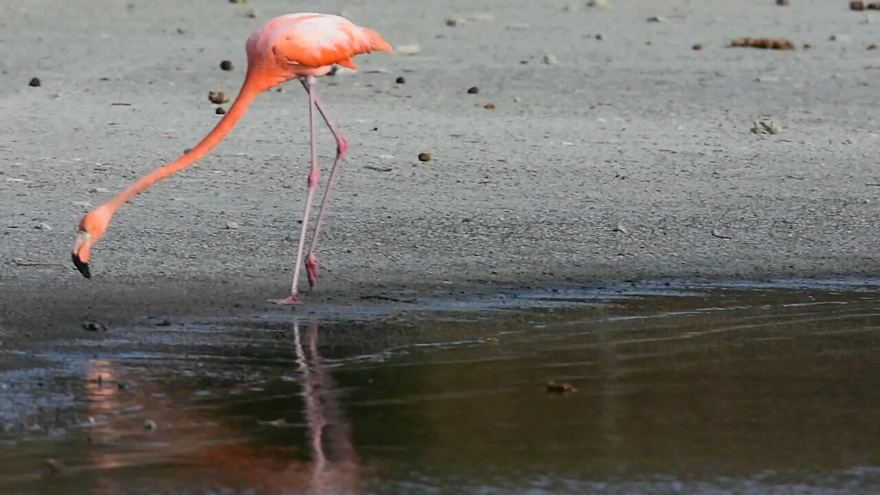 flamingo 🦩 bird feed amazing