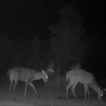Deer Gooses Friend With Antlers