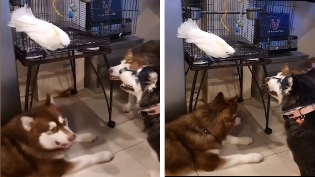 WHITE COCKATOO BARKING ON DOGS, AND DOGS ARE JUST WATCHING