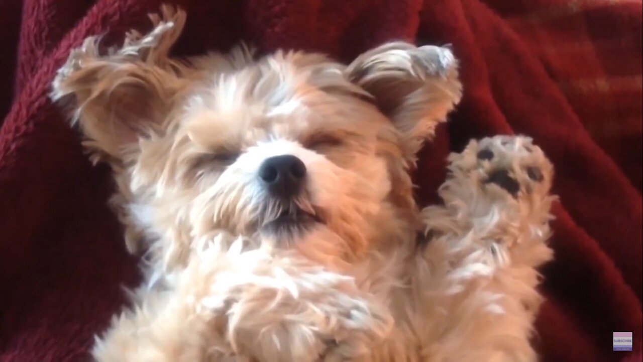 try not to laugh funny dog videos funny dogs compilation funny cats compilation
