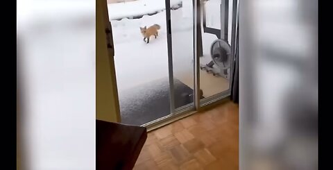 Funniest animals videos in the world 🌎