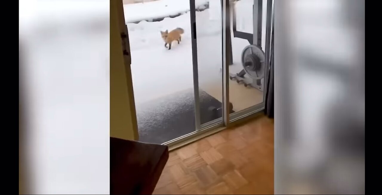 Funniest animals videos in the world 🌎