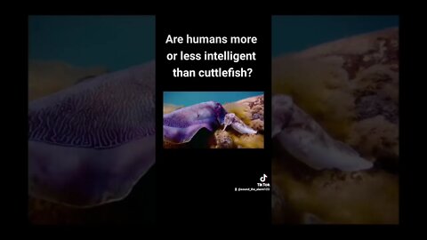 Are male cuttlefish smarter than your average man?