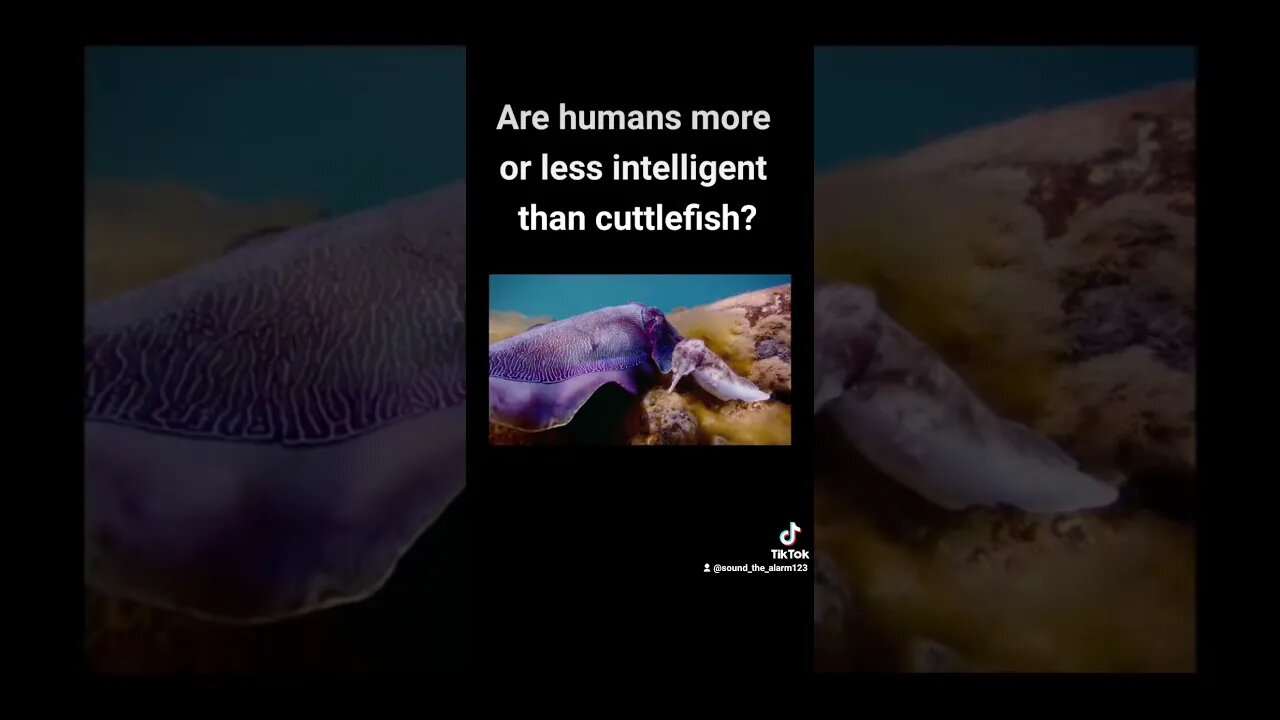 Are male cuttlefish smarter than your average man?