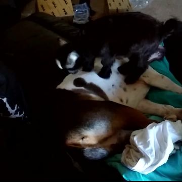 "Baby Goat Walks On Sleeping Dog"