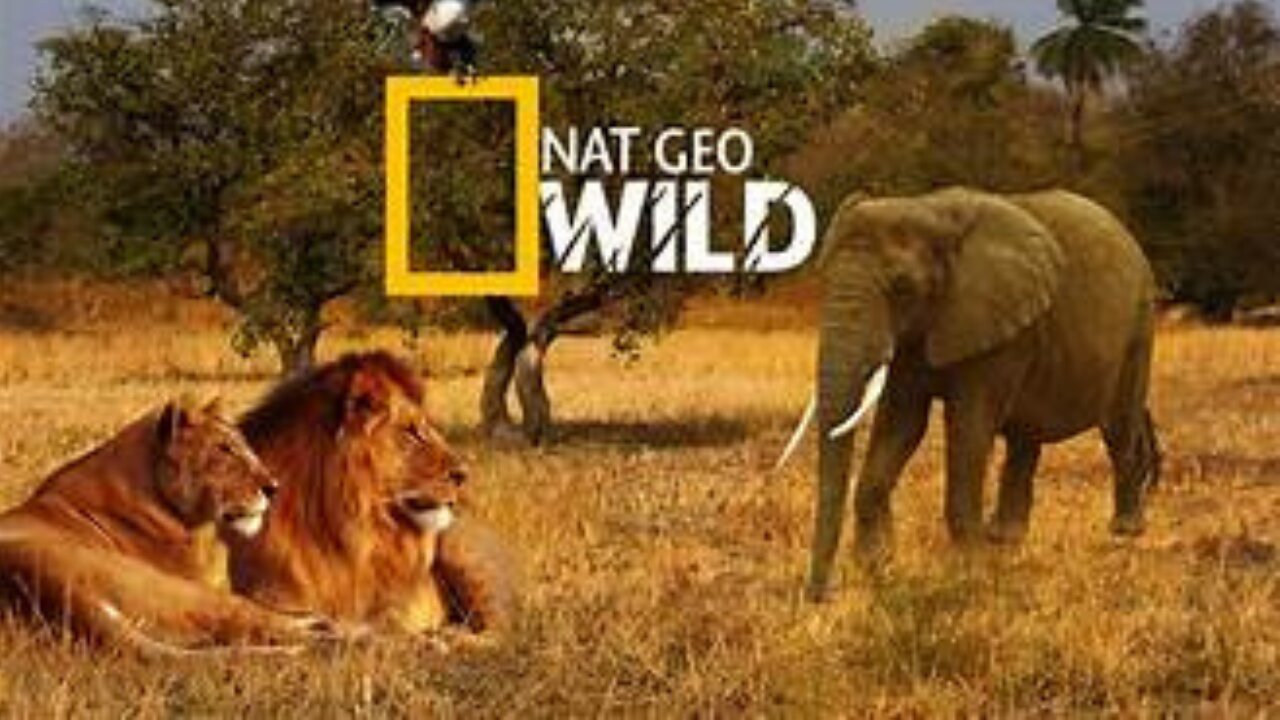 🔴 LIVE: Enter the Savage Kingdom: Ultimate Predators | Watch Now on Nat Geo WILD