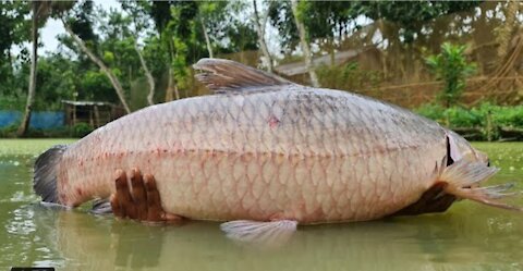 Catching fishing amazing video