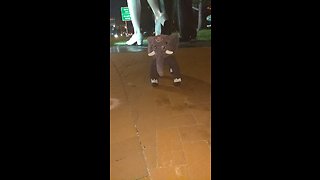 Dog Models A Full Body Elephant Costume