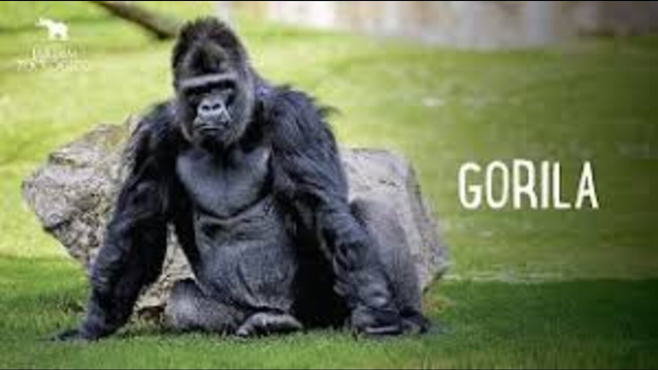 * GORILLA * | Animals For Kids |