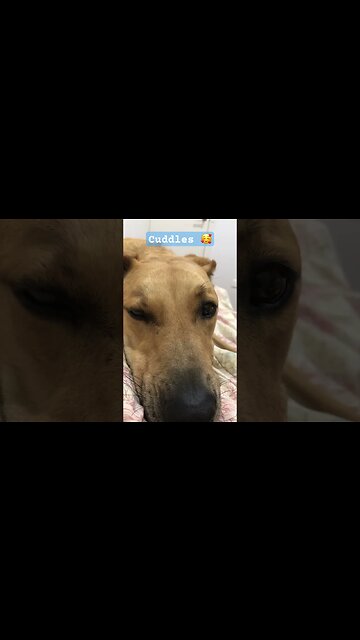 Farm dog enjoys his first night of retirement ❤️