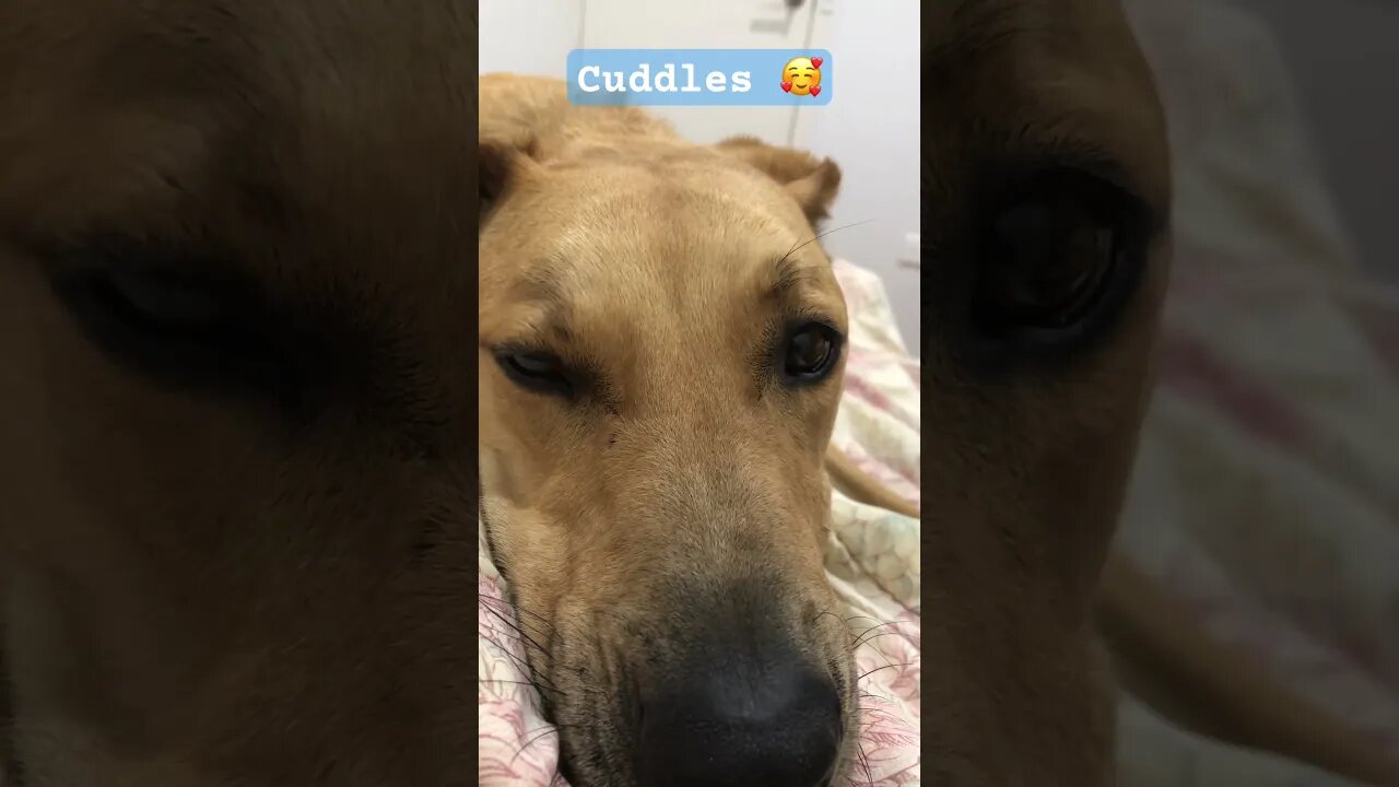 Farm dog enjoys his first night of retirement ❤️