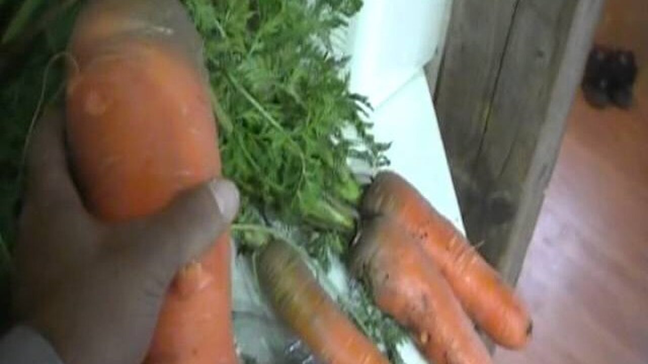 GIANT CARROTS!