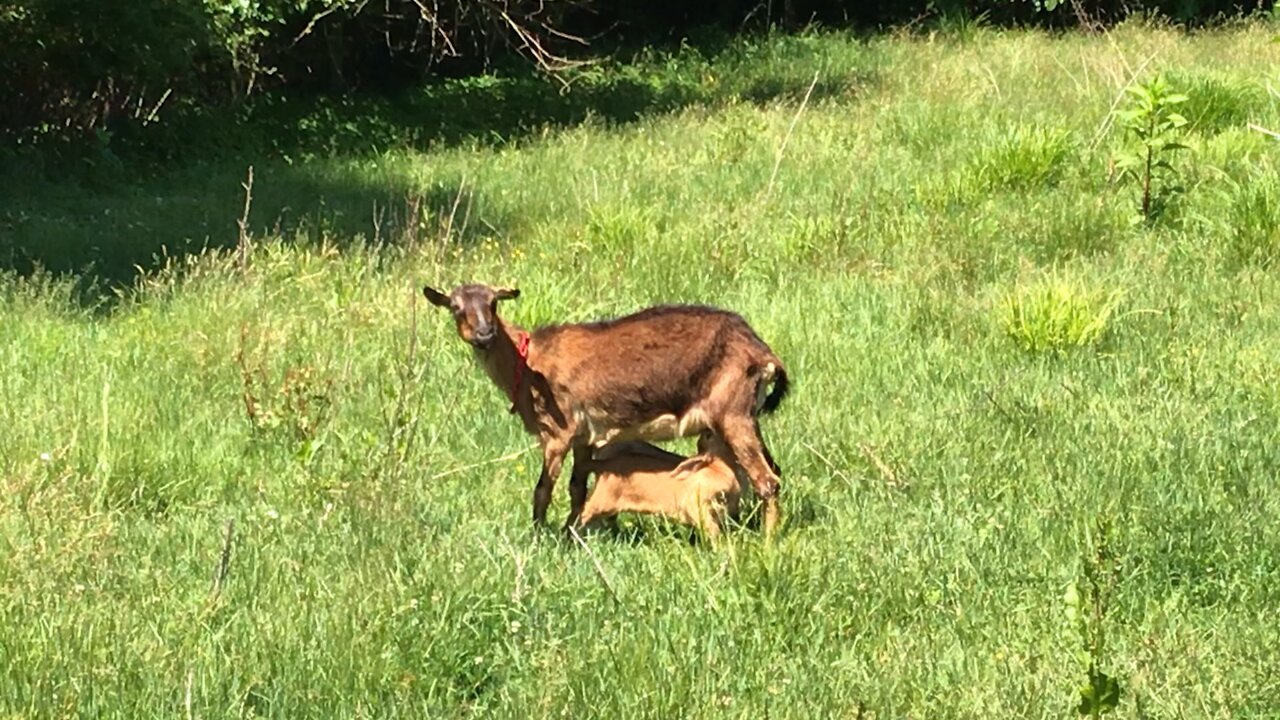 Pair of our kid goats