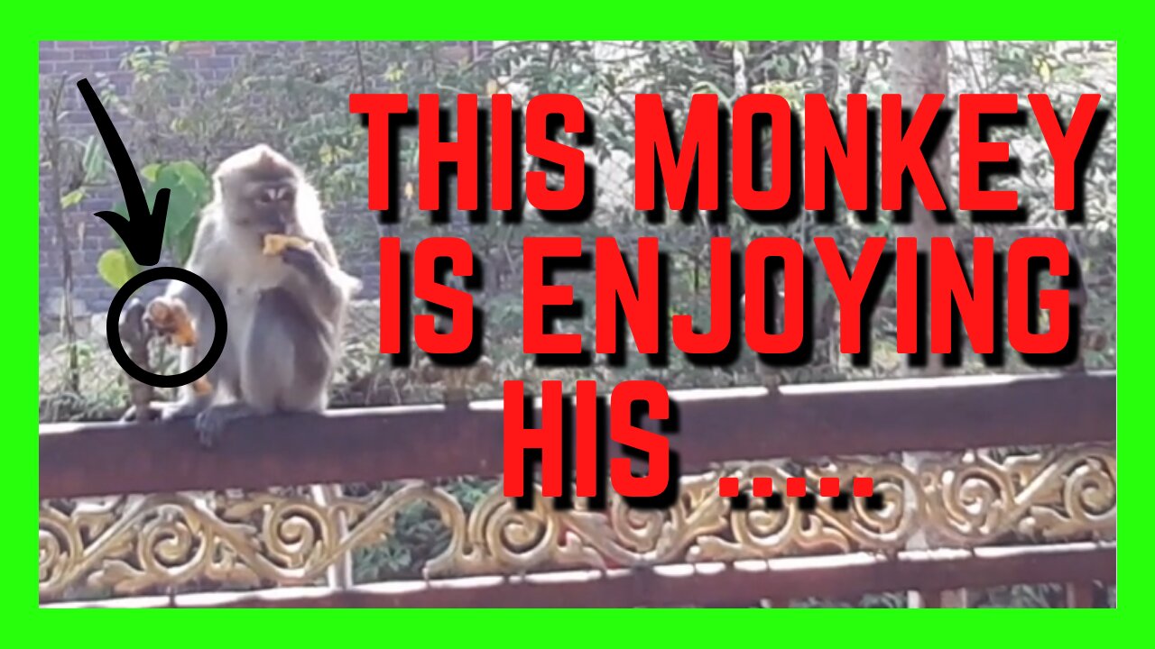 Adorable Monkey Having A Bit Of Fun | Cute Animals