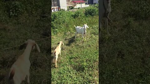 BABY LAMB CAUGHT NEAR TOILETTE