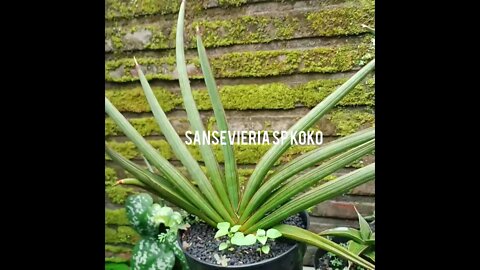 sansevieria