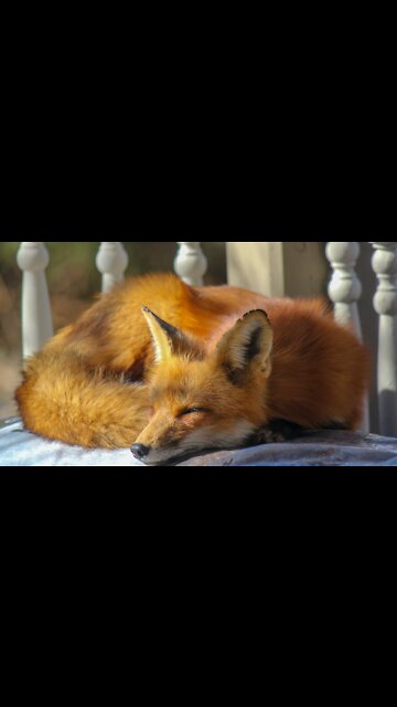 Funny Adorable Foxes