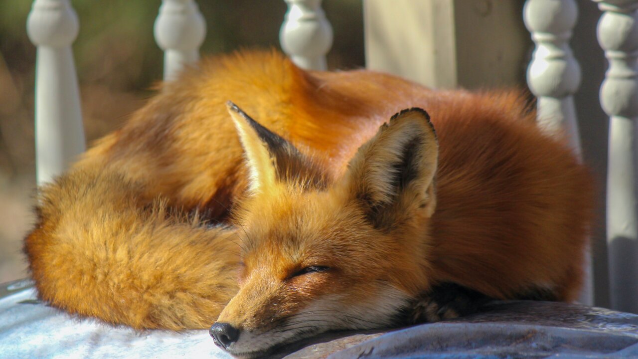 Funny Adorable Foxes
