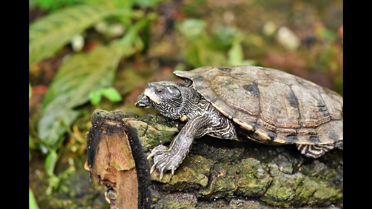 TortoiseA Big