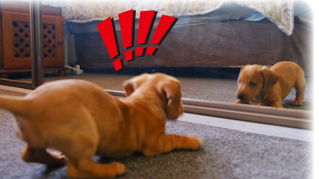 Puppies Look in the Mirror for The First Time