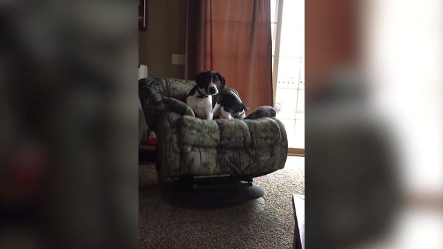 Funny Dog Tips Over A Rocking Chair