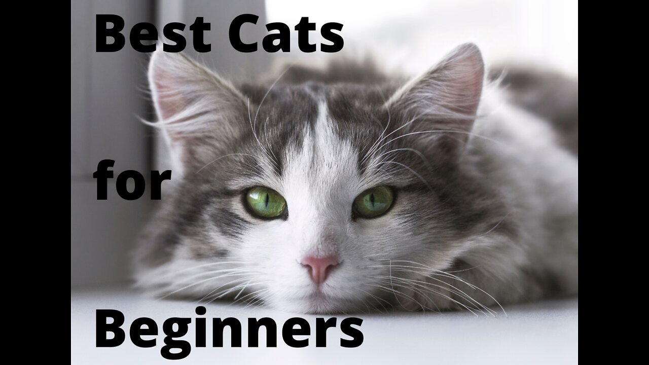 Best Cats for Beginners