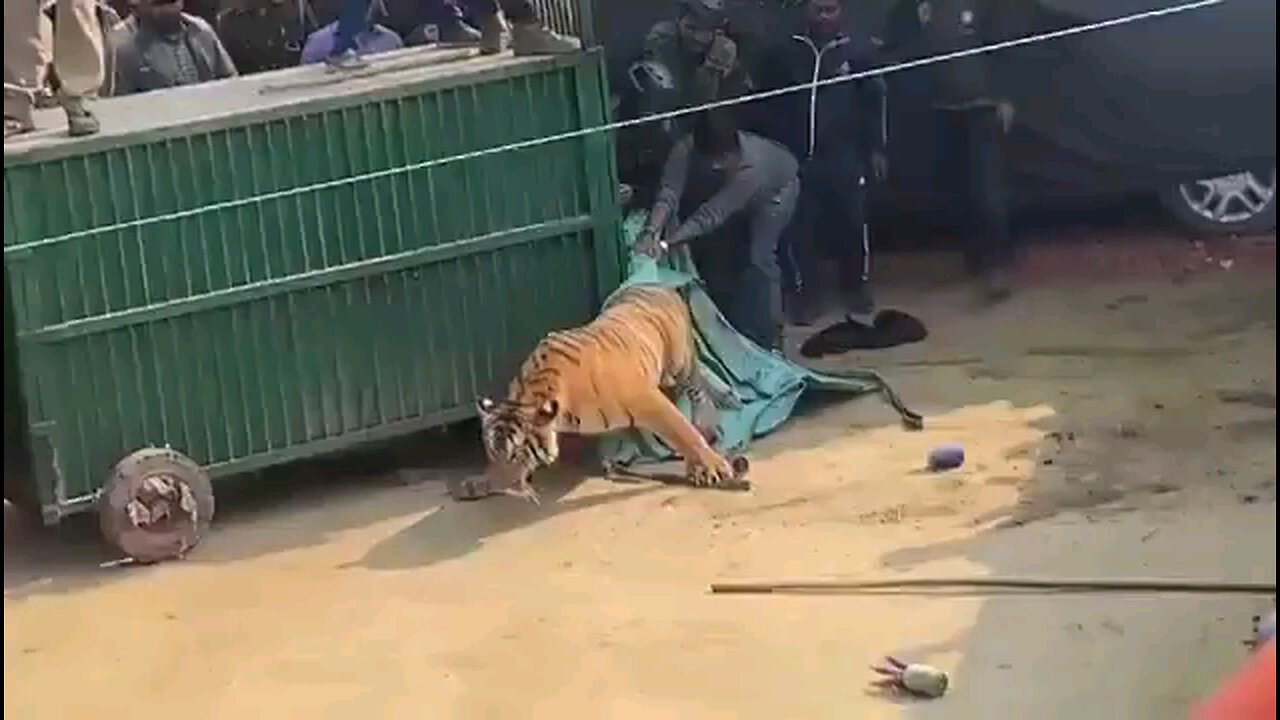 public place in tiger