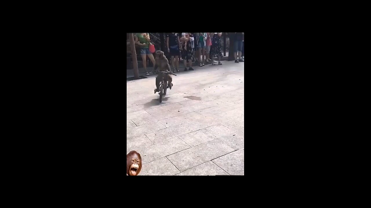 Funny Monkey Cycling 😂😂😂