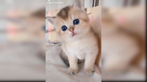 Cute little cat video 😻😻 || cat funny video || cat video 😻 || cat funny videos