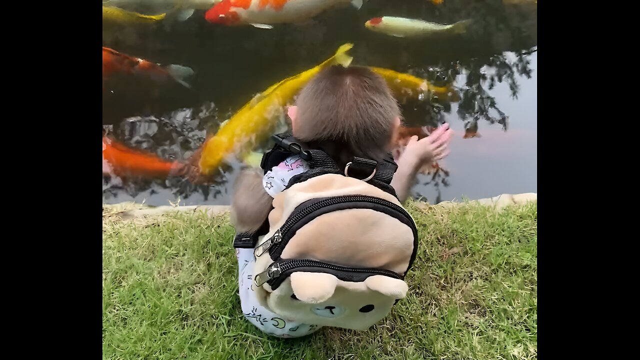 Adorable Baby Monkey Meets Beautiful Koi Fish