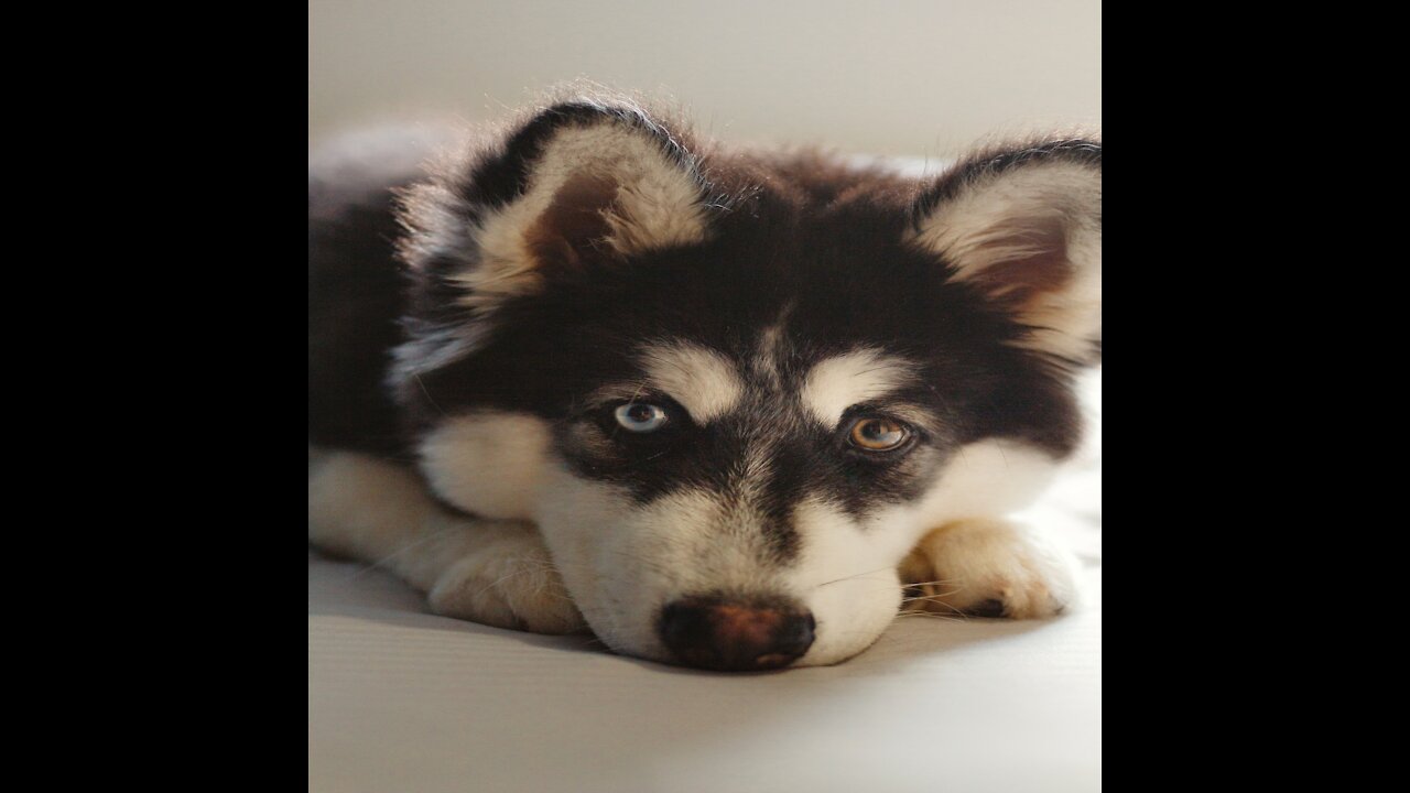 Puppy Drinking milk and enjoing