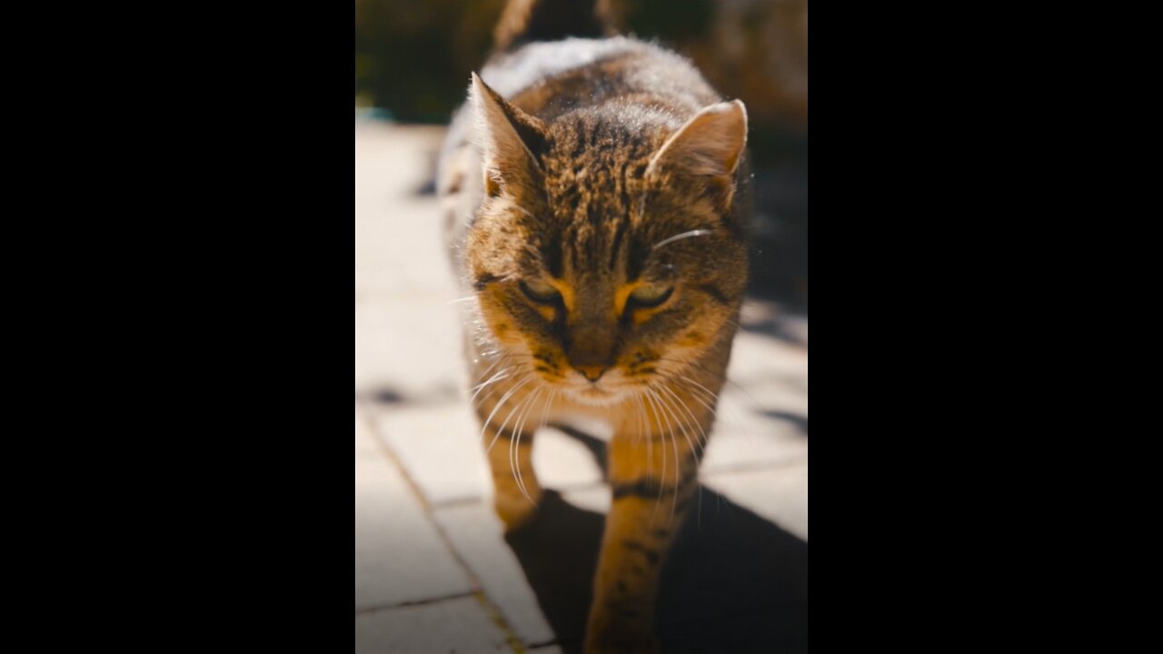 A Self-Confident Cat.