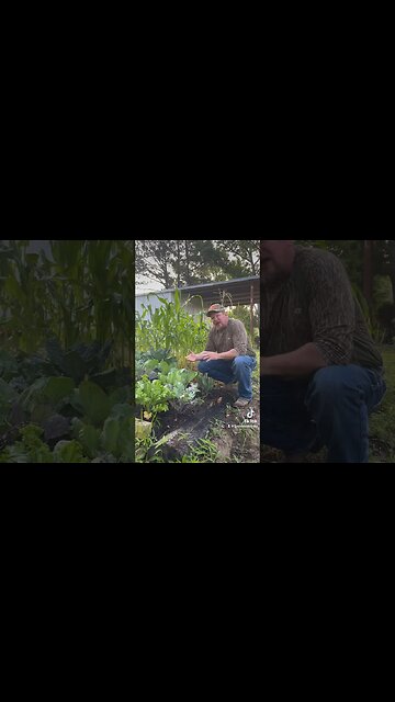 Victory Garden, Go Grow Some Food Guys! #3mississippi #sustainableliving #gardening #victorygarden