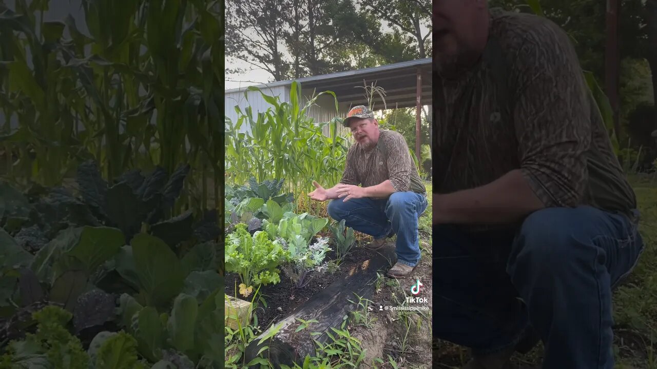 Victory Garden, Go Grow Some Food Guys! #3mississippi #sustainableliving #gardening #victorygarden