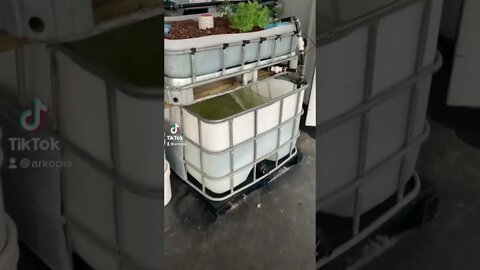 Getting first #aquaponics set up. #prepper #homestead #selfreliance #prepping