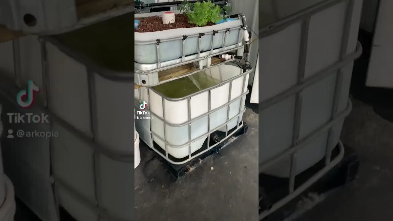 Getting first #aquaponics set up. #prepper #homestead #selfreliance #prepping