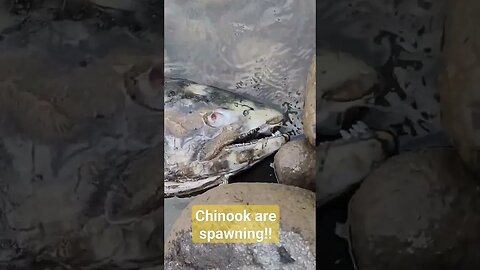 Chinook spawning!!! #fishing #chinooksalmon
