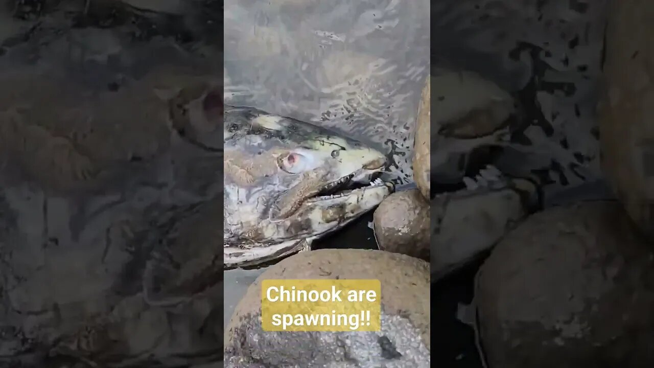 Chinook spawning!!! #fishing #chinooksalmon
