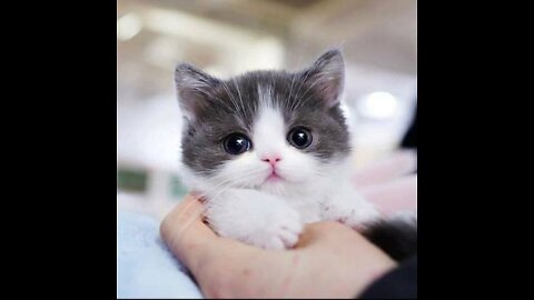 Very Beautiful cute cat