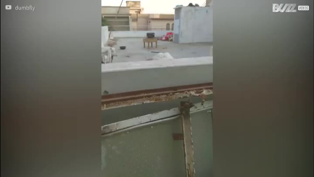Un voisin chaque jour salué par trois chèvres
