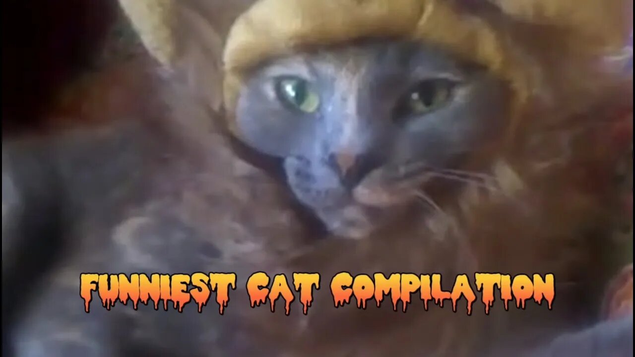 Funny Cats Compilation - Part 1