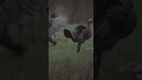 Kansas Bird Down!