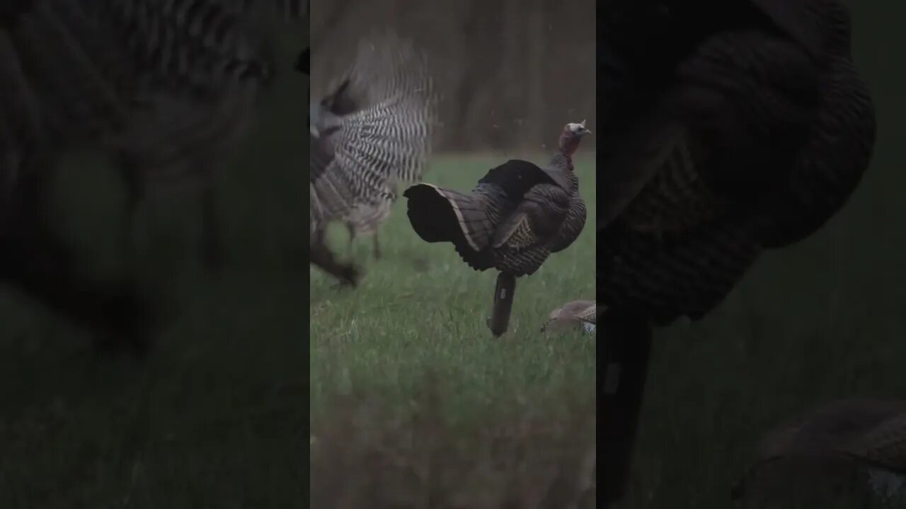 Kansas Bird Down!