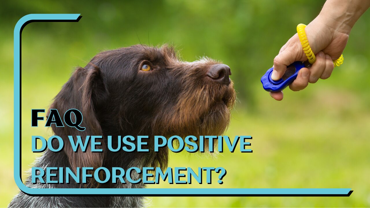 FAQ: Do We Use Positive Reinforcement? Yes! We Just Don't Rely On It To Create Reliable Results