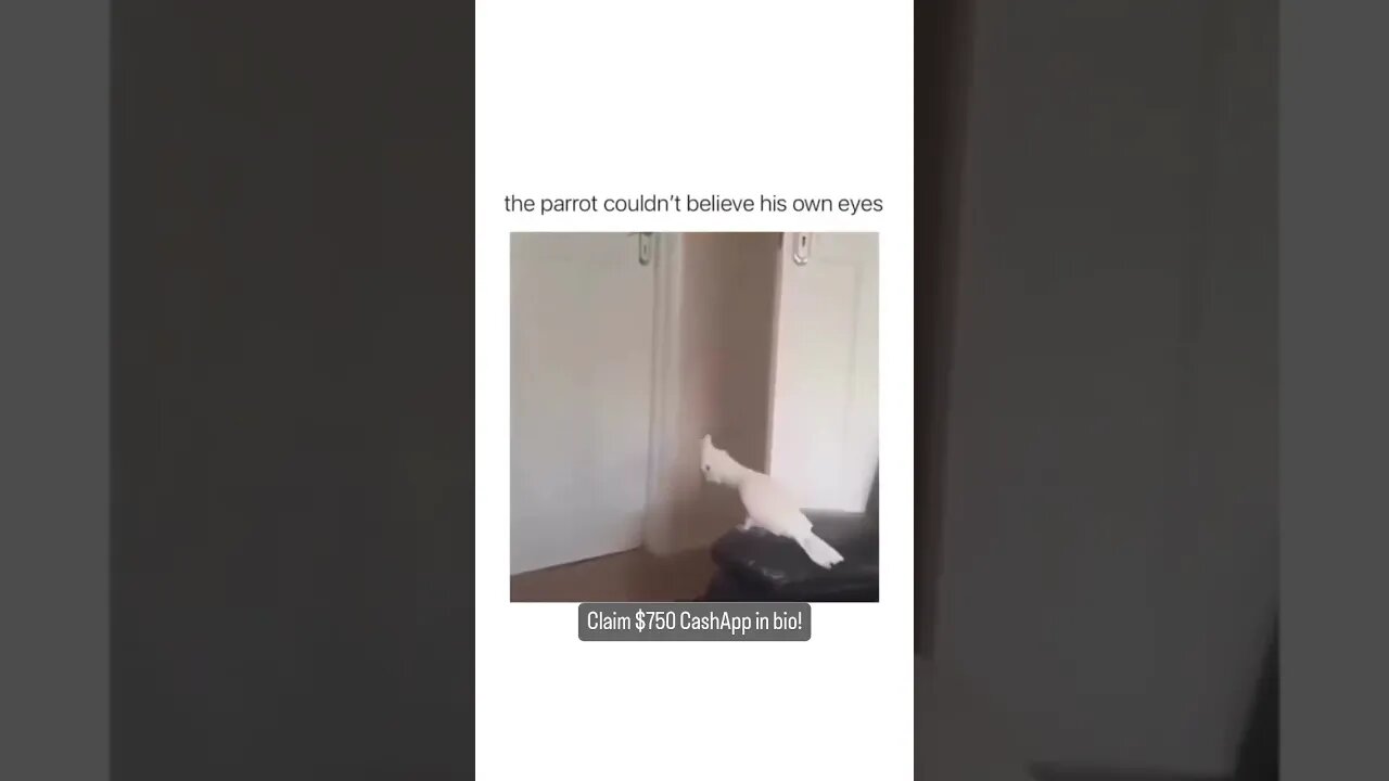 PARROT