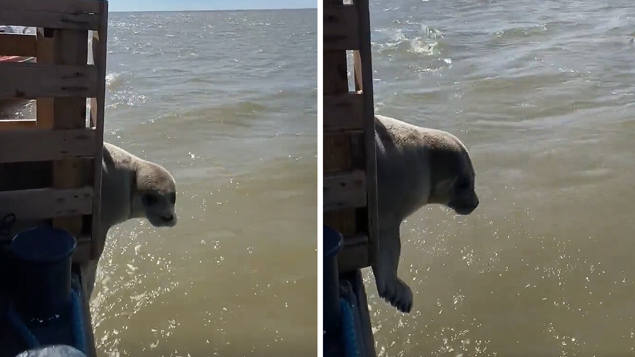 Adorable videos show baby seal going back into the waters