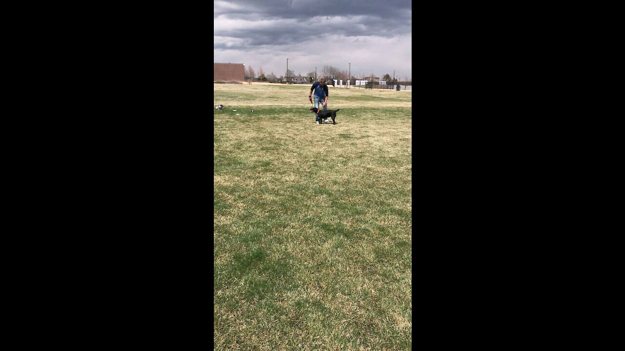 7 month old Dog / black Lab Hand signal Training video